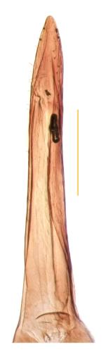 Heterothops minutus
